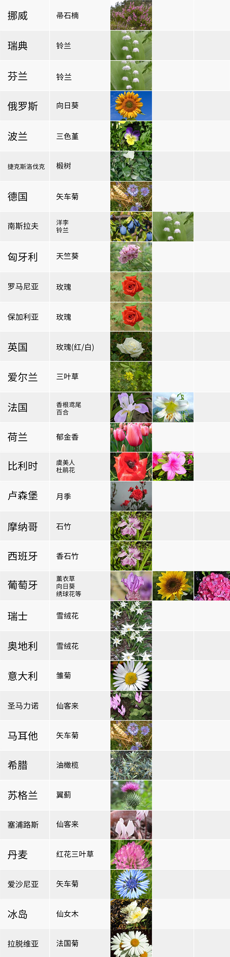 國花,生活,創意,設計,全力設計