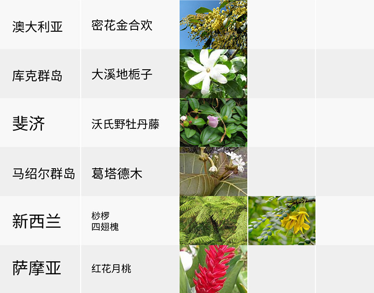國花,生活,創意,設計,全力設計