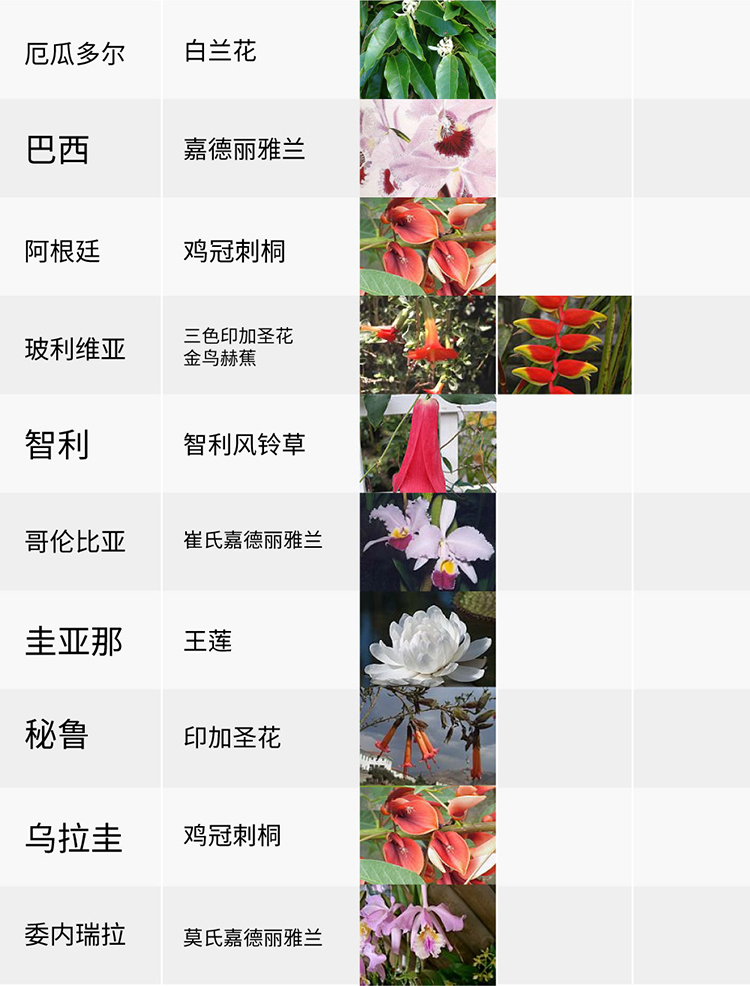 國花,生活,創意,設計,全力設計